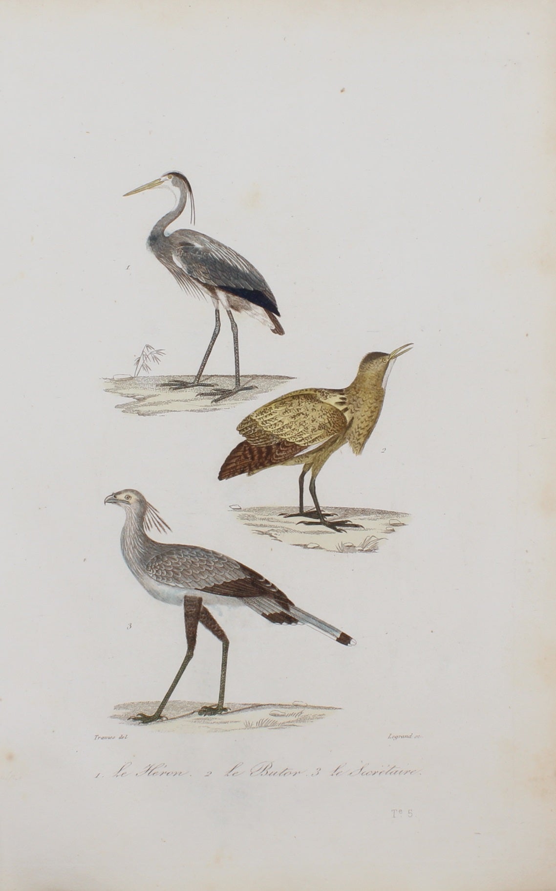 Bird: de Buffon,  Birds by George-Louis Leclerc, Heron, Comte de Buffon, c 1789