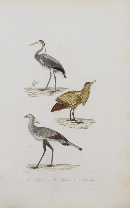 Bird: de Buffon,  Birds by George-Louis Leclerc, Heron, Comte de Buffon, c 1789