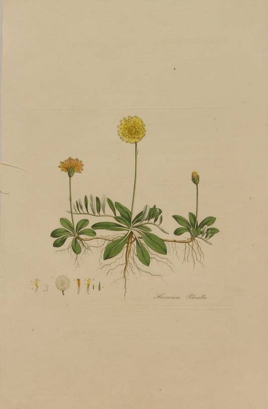 Botanical, William Curtis,, Hieracium Pilosella, Flora Londinensis, c1817