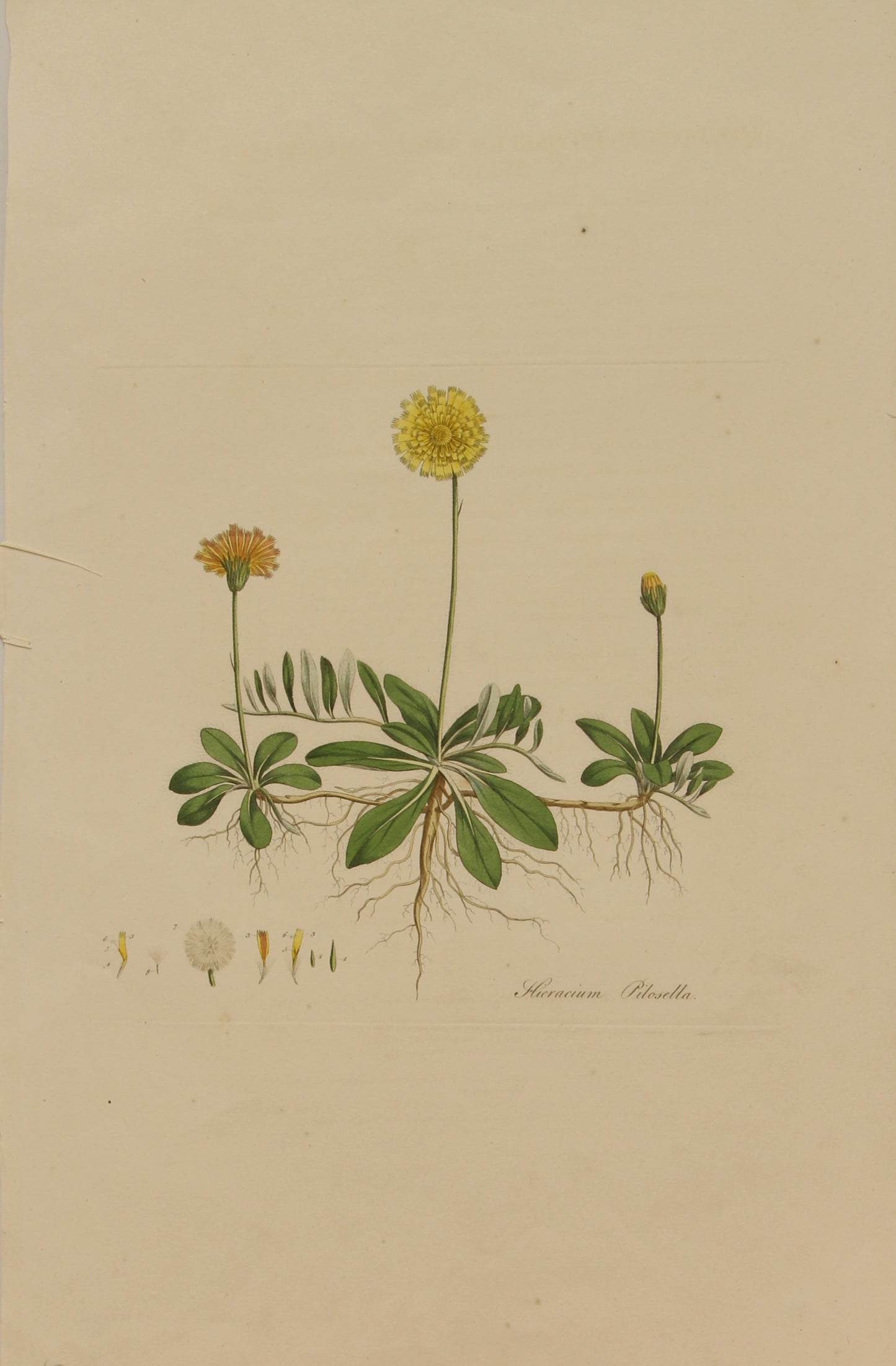 Botanical, William Curtis,, Hieracium Pilosella, Flora Londinensis, c1817