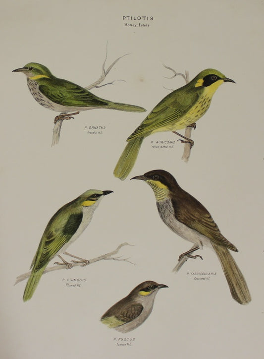 Bird, Diggles Silvester, Ptilotis Honey Eaters, Published in Brisbane, 1866-1870