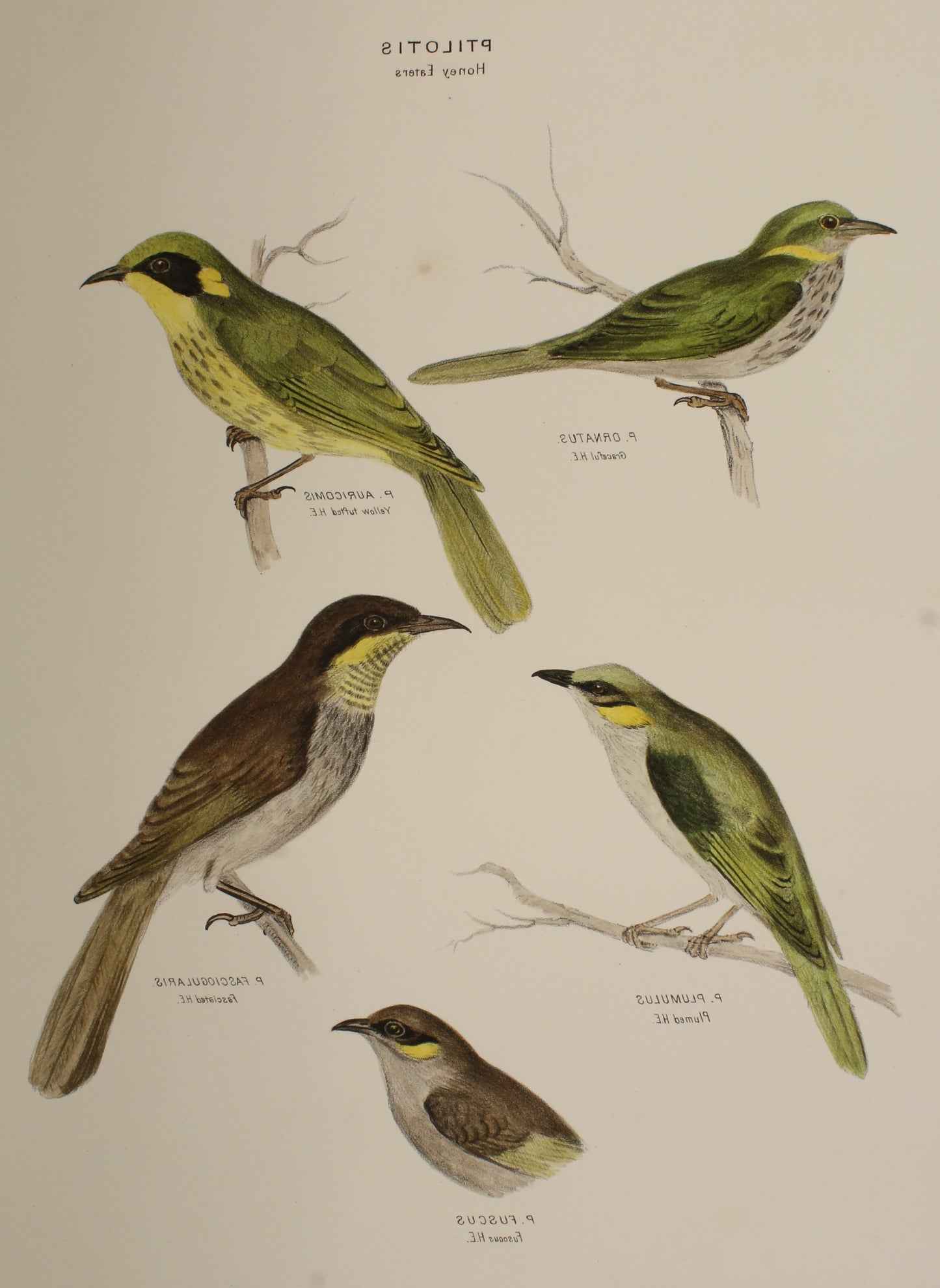 Bird, Diggles, Silvester, Honey Eaters, Brisbane , 1886 -1870