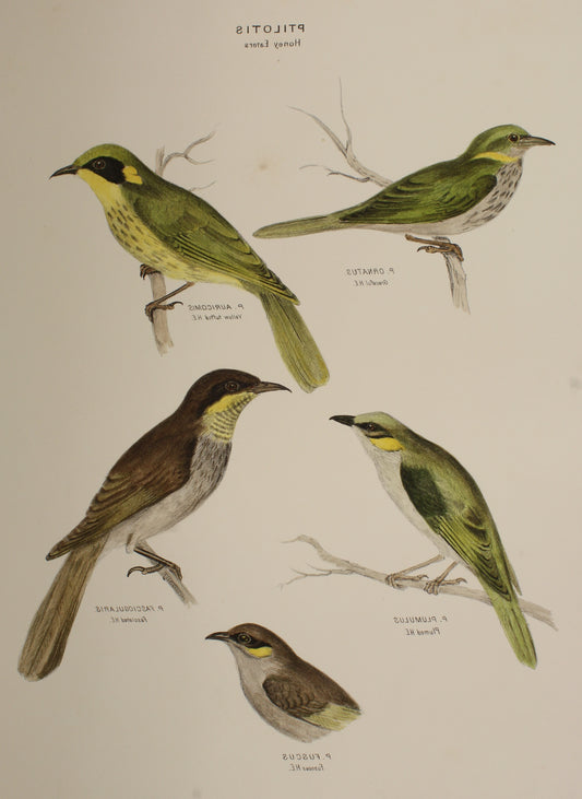 Bird, Diggles, Silvester, Honey Eaters, Brisbane , 1886 -1870