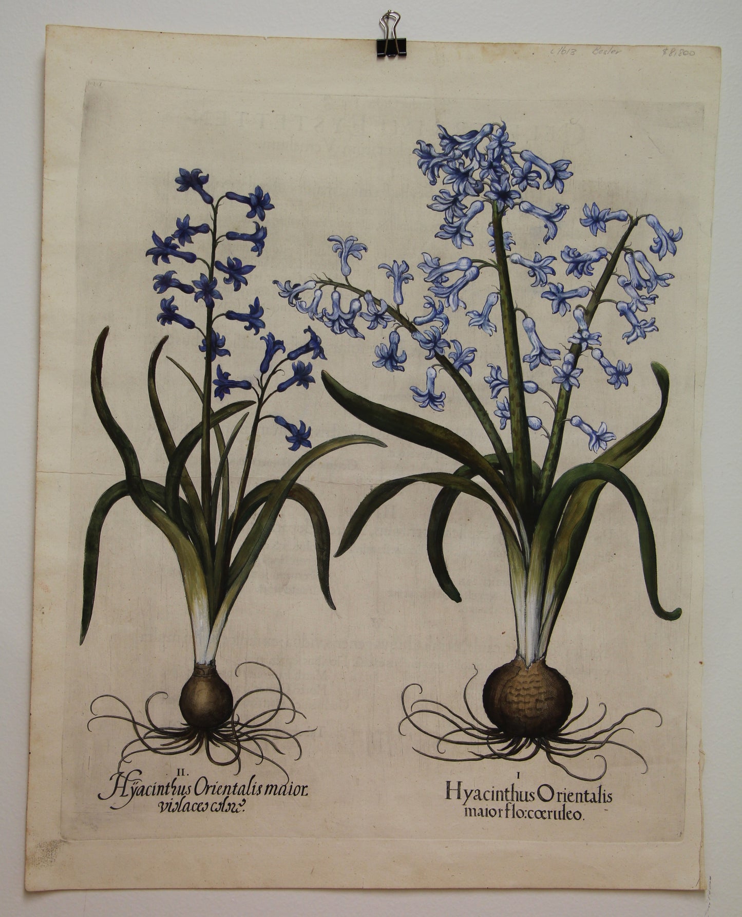 Botanicals, Besler Basilus, Hyacinthus Orientalis Major, 3 Varieties, 1613