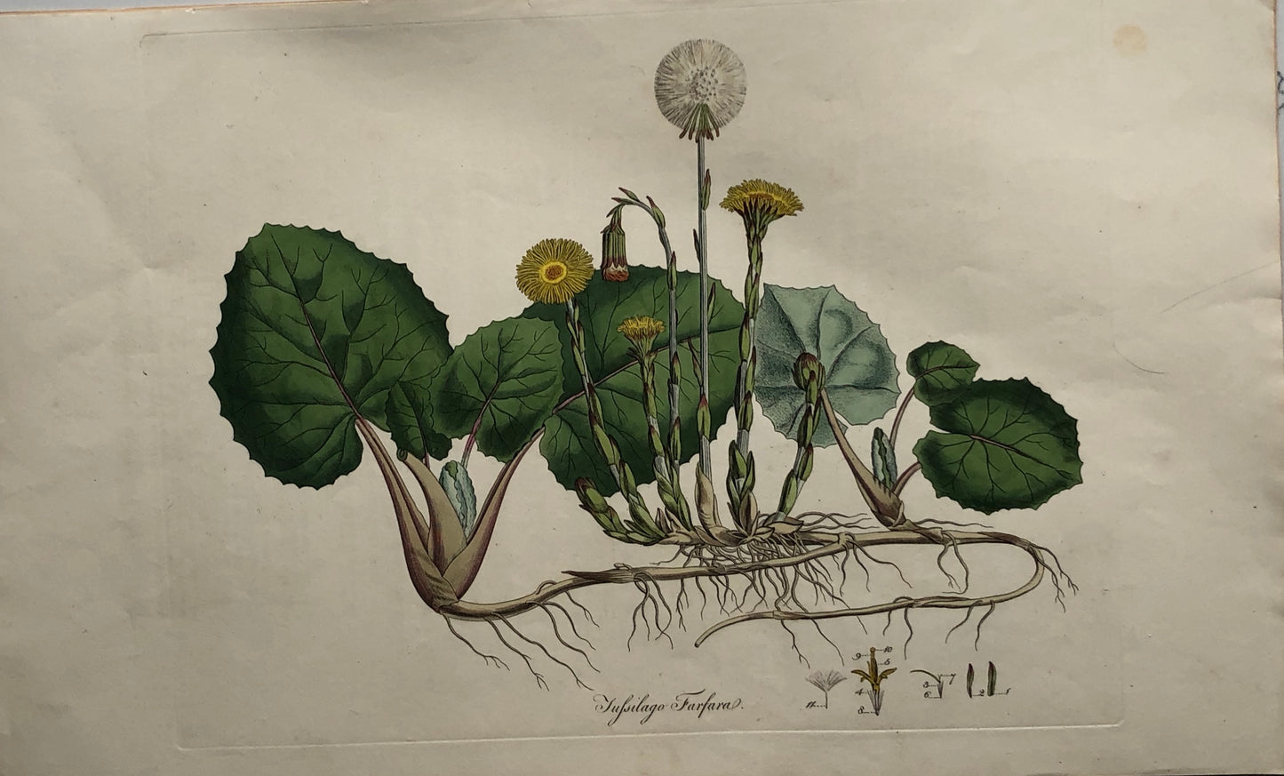 Botanical, Curtis, William: Tufsilago Farfara, Flora Londinensis,  c1817