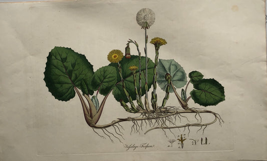 Botanical, Curtis, William: Tufsilago Farfara, Flora Londinensis,  c1817