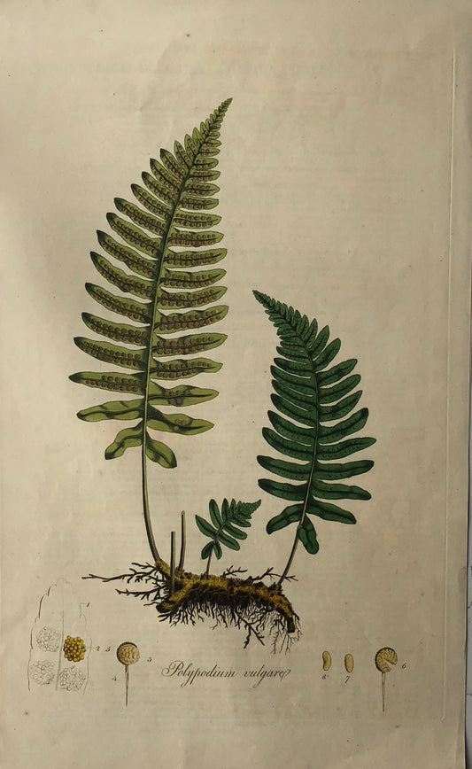 Botanical, Curtis, William, Polypodium Vulgare, Flora Londinensis 1817