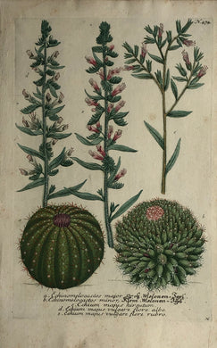 Botanical, Hill, Sir John: Melones, The Vegetable System, London: 1770-1775.
