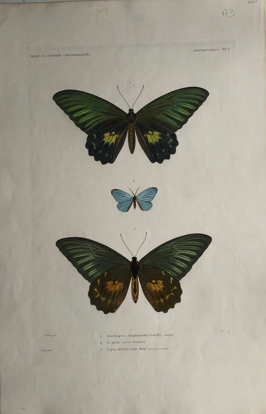 ASTROLABE:  Butterfies: TATSU J. Paris, Copperplate Engraving 1826-1829: Australia and NZ