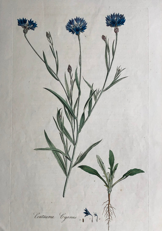 Botanical, Curtis, William, Centaurea Cyanus, Flora Londinensis c1817