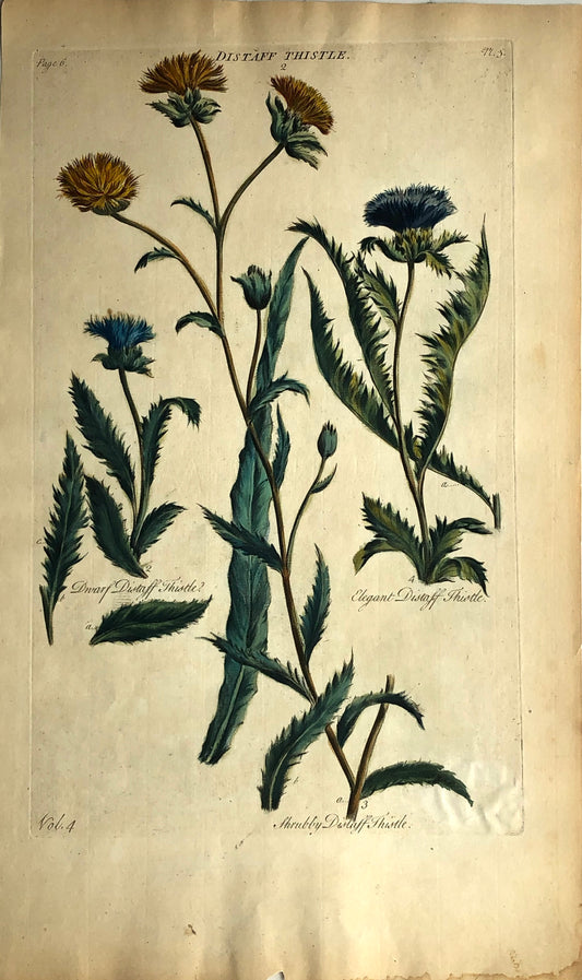 Botanical, Hill, Sir John, Distaff Thistle, The Vegetable System. London: 1770-1775.