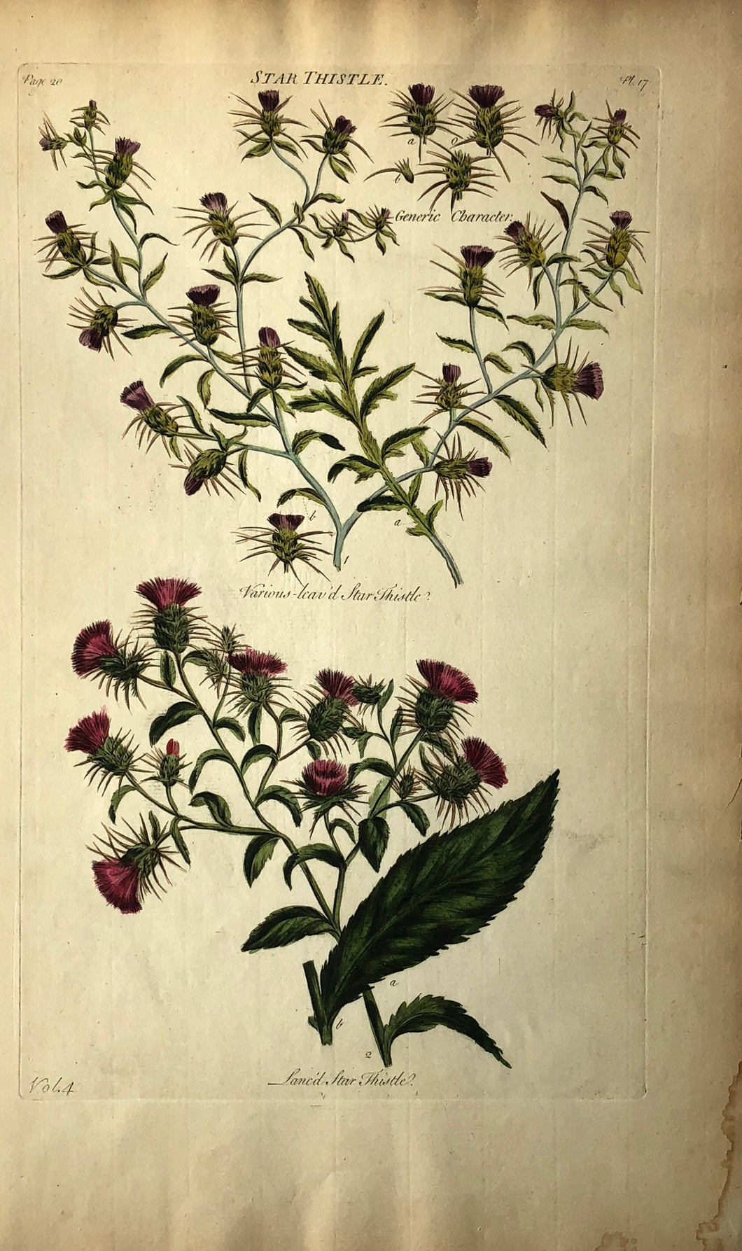 Botanical, Hill, Sir John: Star Thistle, The Vegetable System.  London:  1770-1775.