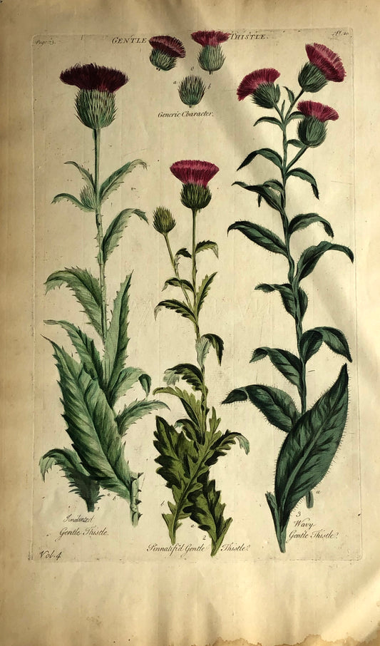 Botanical, Hill, Sir John: Gentle Thistle, The Vegetable System. London: 1770-1775.