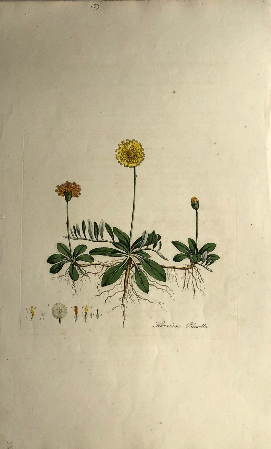 Botanical, Curtis, William: Corn Salad, Flora Londinensis c1817