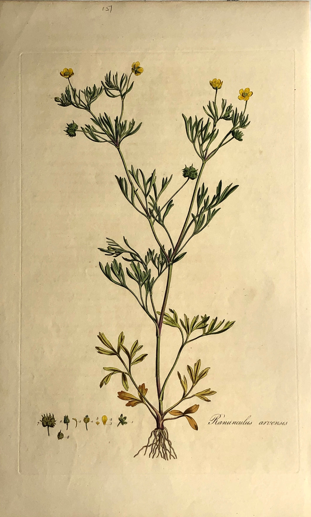 Botanical, Curtis, William: Ranunculus Arvensis, Flora Londinensis c1817