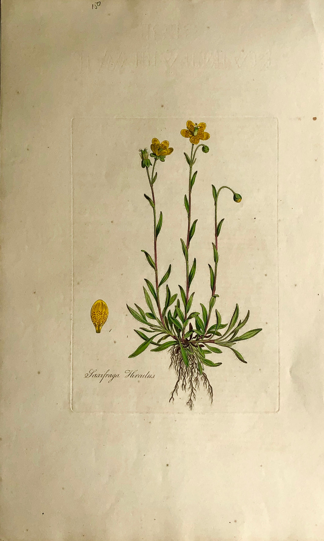 Botanical, Curtis, William, Saxifraga, Flora Londinensis, c1817,