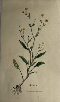Botanical, Curtis, William: Ranunculus Flammula, Flora Londinensis c1817