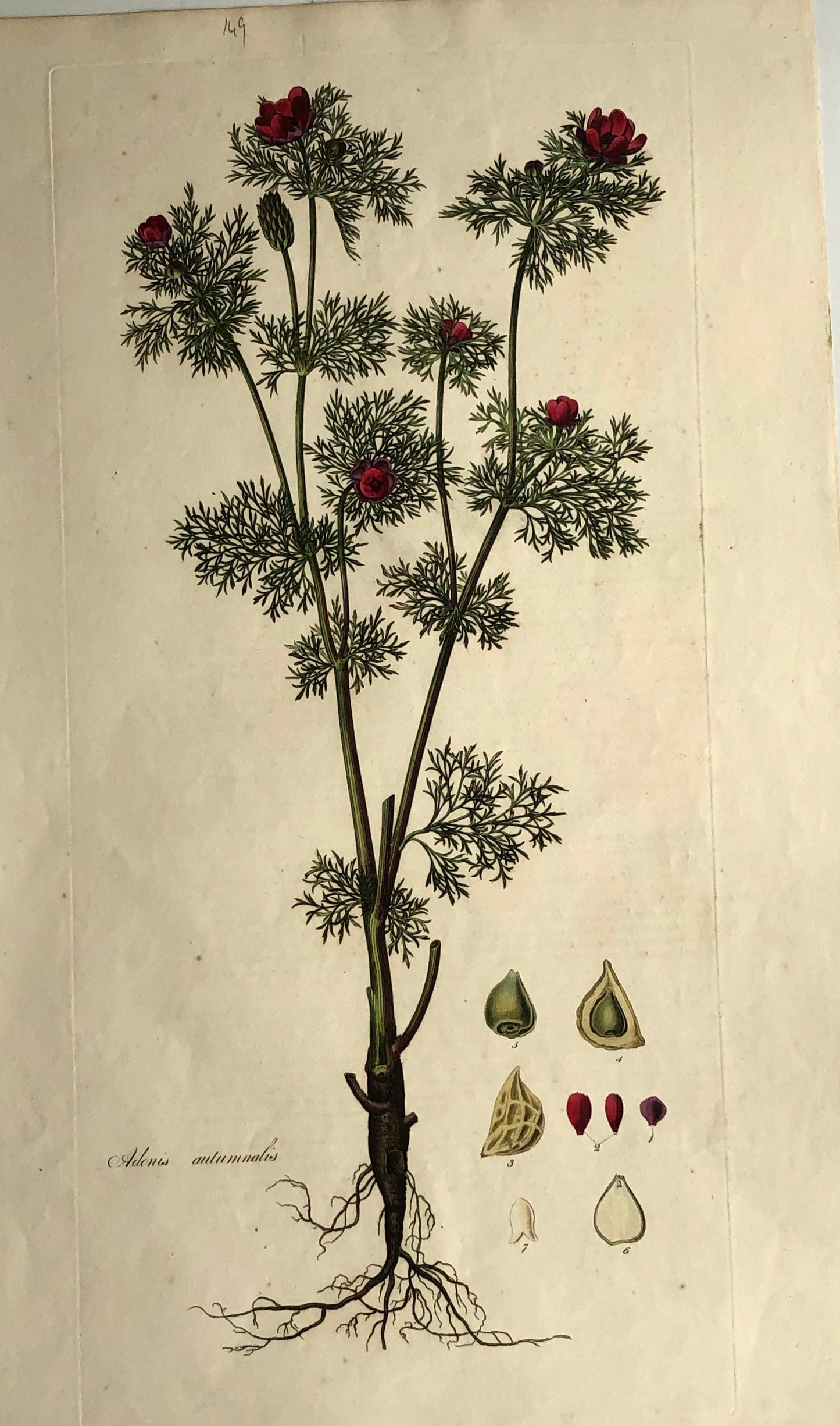 Botanical, Curtis, William: The Pheasant's Eye, Flora Londinensis, c1817