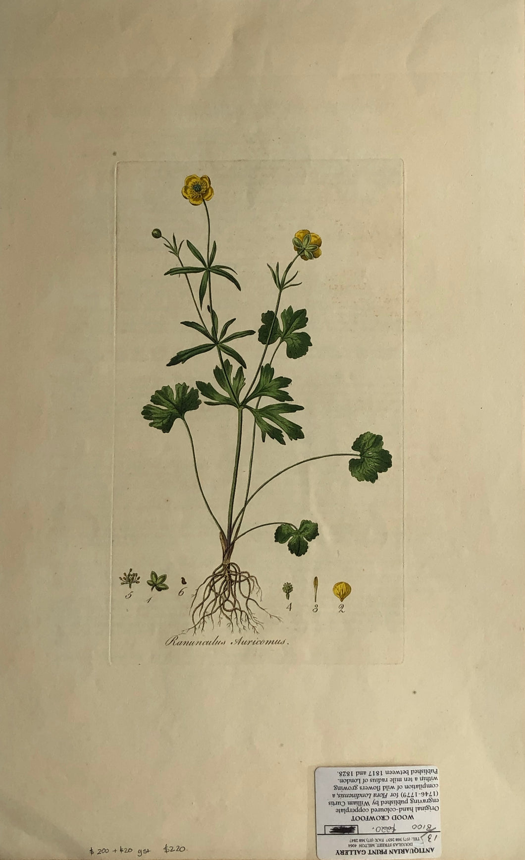 Botanical, Curtis, William: Ranunculus Auricomus, Flora Londinensis, c1817