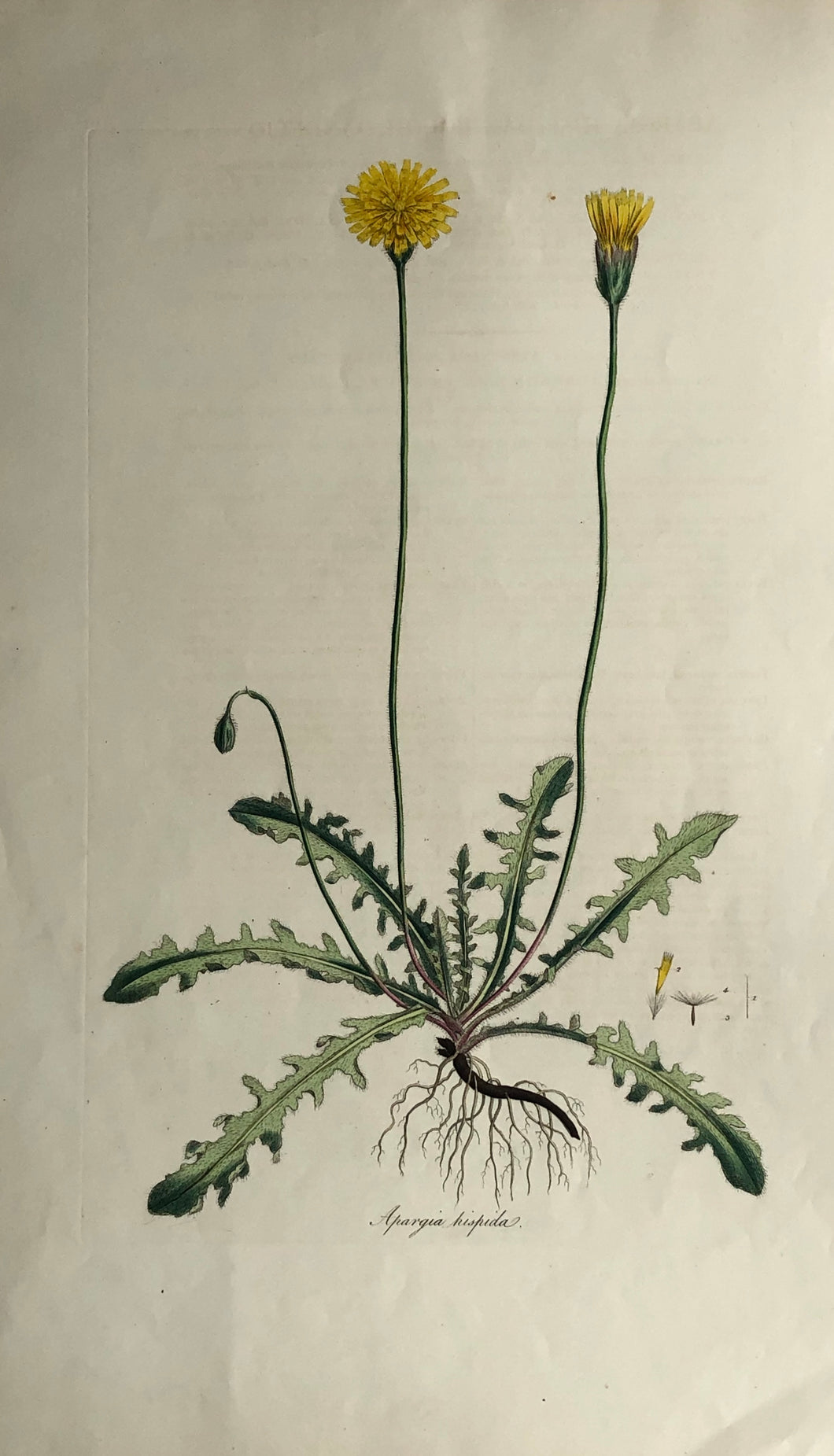 Botanical, Curtis, William, Apargia Hispida, Flora Londonensis c1817