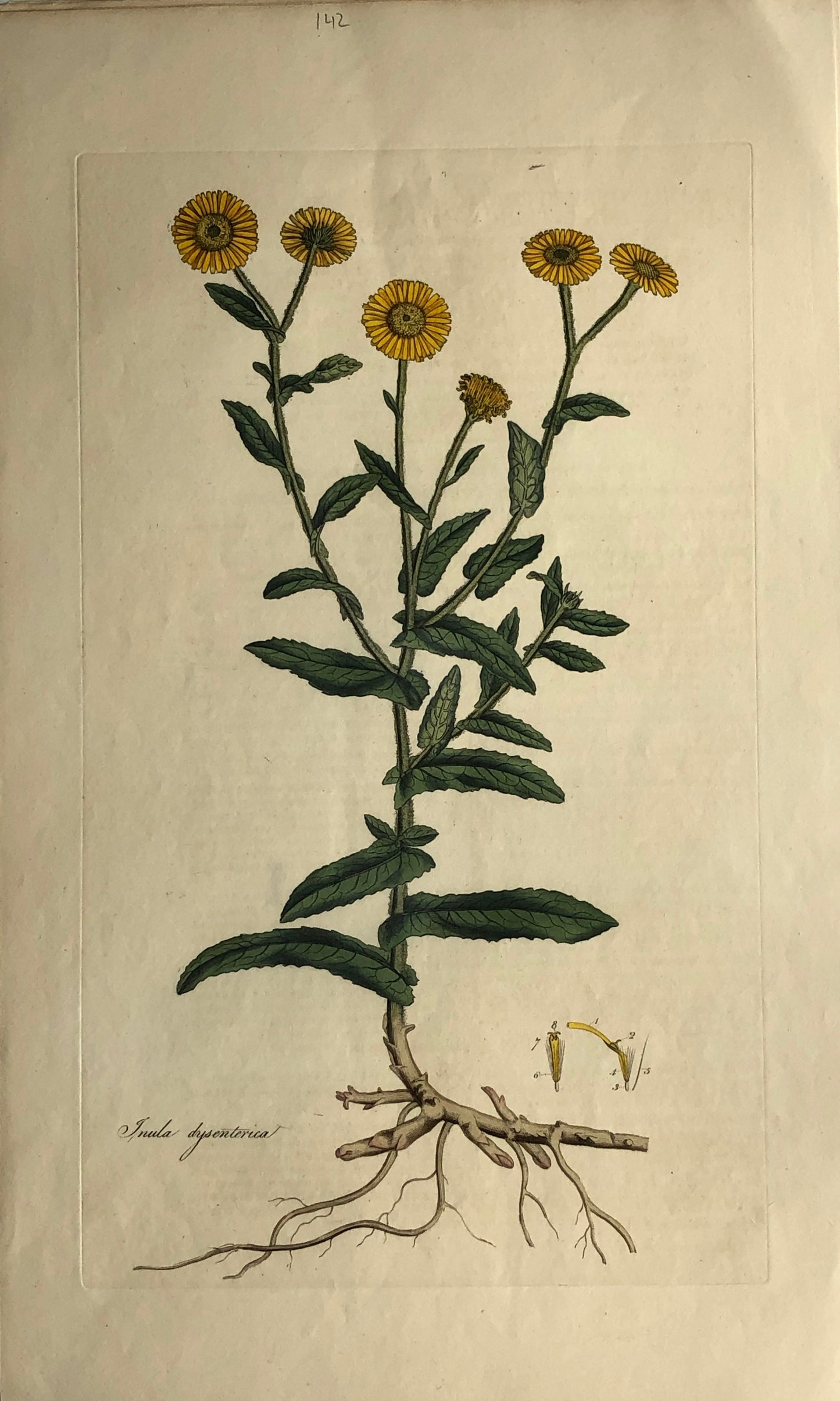 Botanical, Curtis, William:  The Common Fleabane, Flora Londinensis, c1817