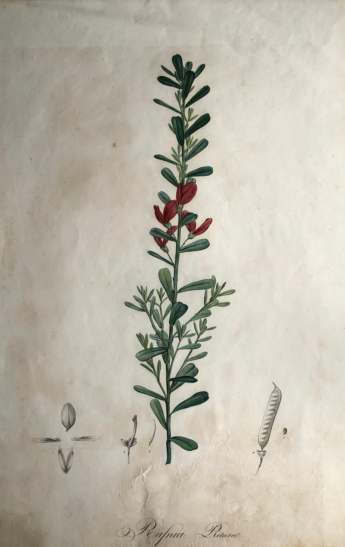 Botanical, Redoute,