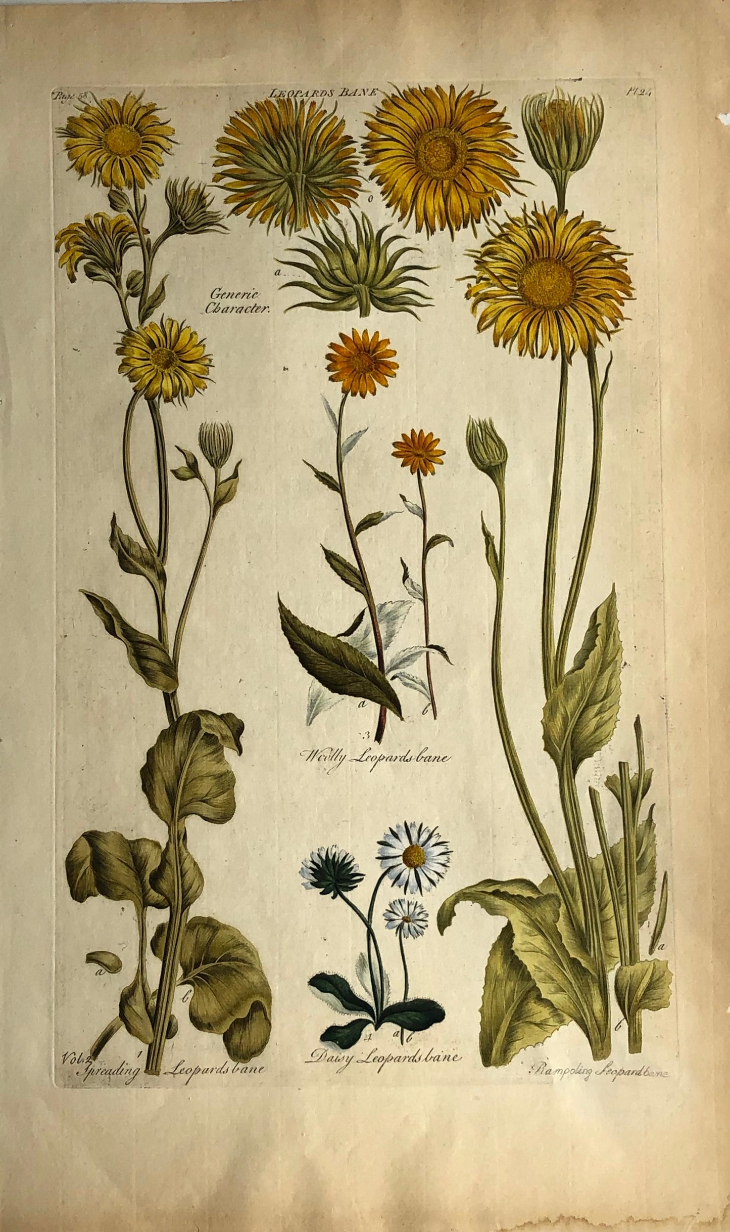 Botanical, Hill Sir John: Leopards Bane, The Vegetable System, London: 1770-1775.