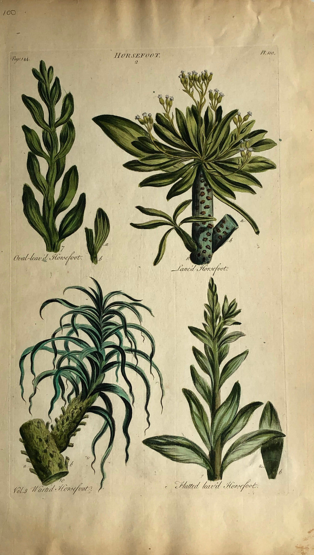 Botanical, Hill, Sir John, Horsefoot, The Vegetable System, London: 1770-1775.