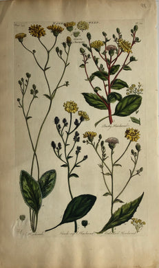 Botanical, Hill, Sir John: Hawk Weed, The Vegetable System, London: 1770-1775.