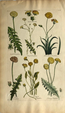 Botanical, Hill Sir John : Dan De Lion, The Vegetable System. 1770-1775. Hand Coloured Copperplate Engraving