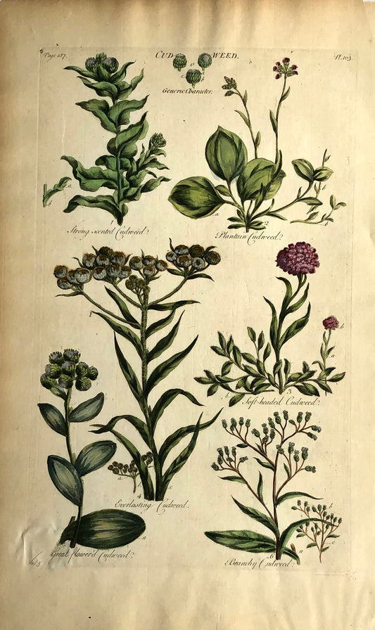 Botanical, HILL, Sir John: Cud Weed, The Vegetable System, 1770-1775.