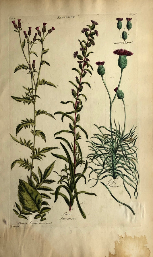 Botanical, Hill, Sir John, Saw-Wort, The Vegetable System, London. 1770-1775.