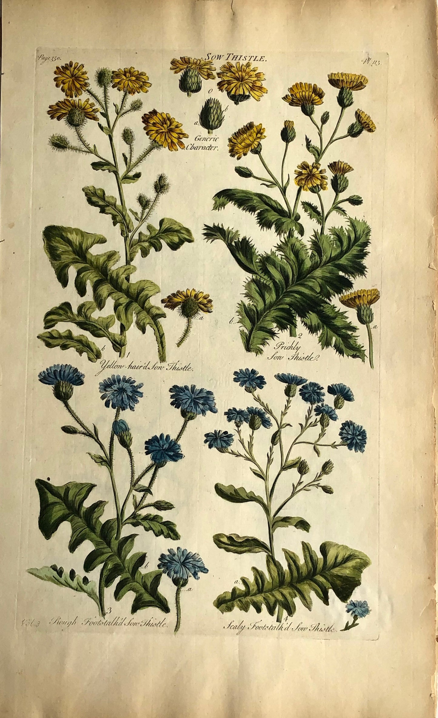 Botanical, Hill, Sir John: Sow Thistle, The Vegetable System. London: 1770-1775