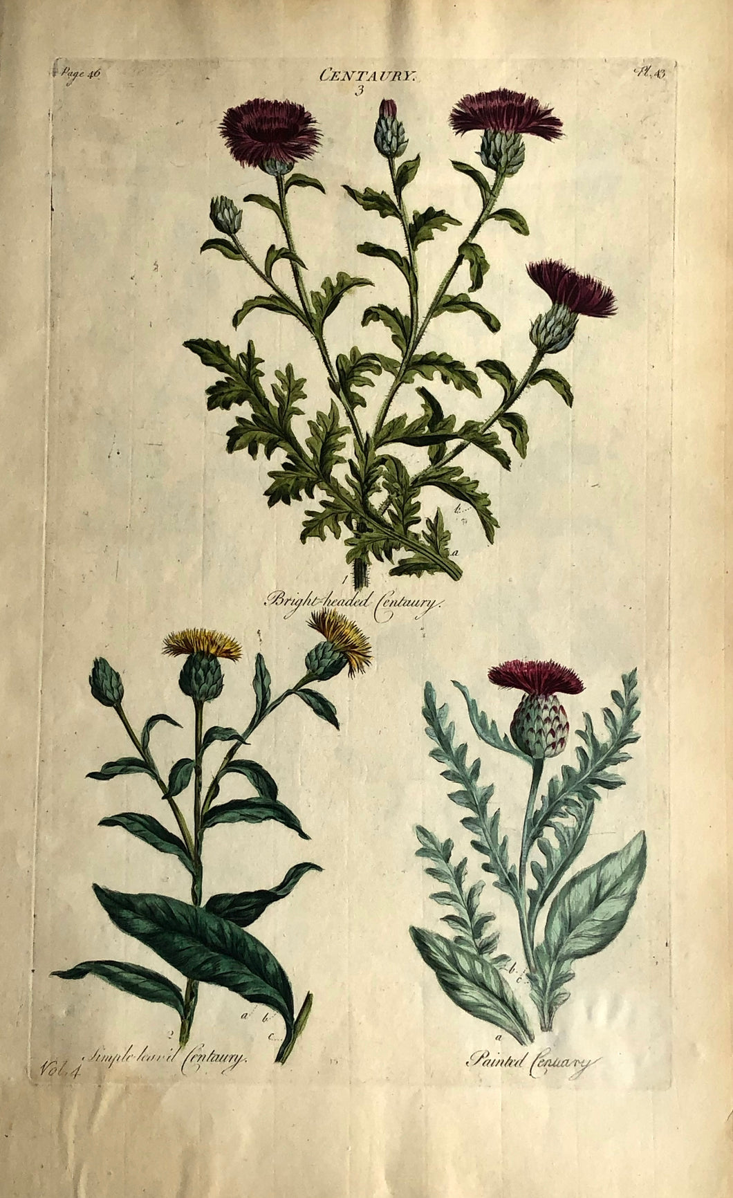 Botanical, Hill, Sir John: Centaury, The Vegetable System.  London: 1770-1775.