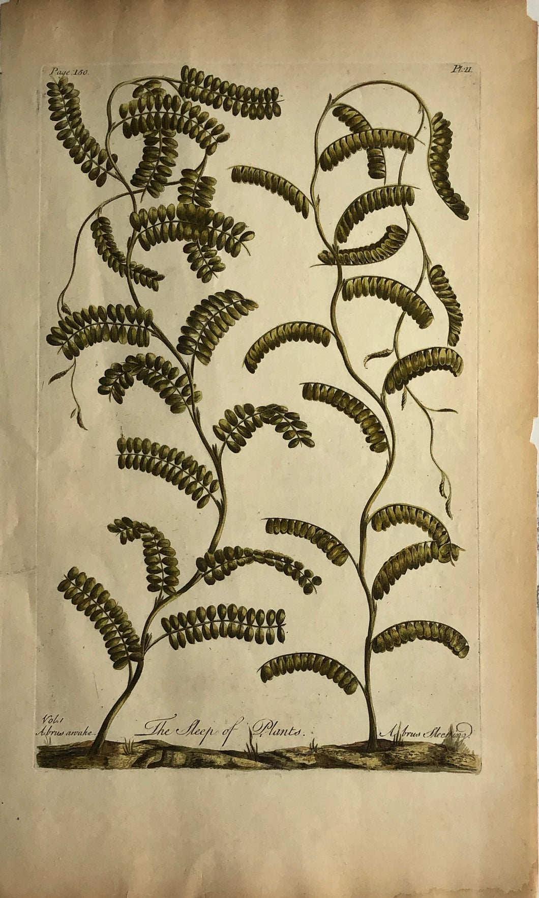 Botanical, Hill Sir John, The Sleep Plants, The Vegetable System, 1770 - 1775