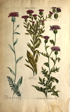 Botanical, Hill, Sir John: Harsh-Weed, The Vegetable System, London: 1770-1775.