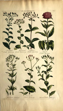 Botanical, Hill, Sir John:  Dutch Agrimony,  The Vegetable System, London: 1770-1775.