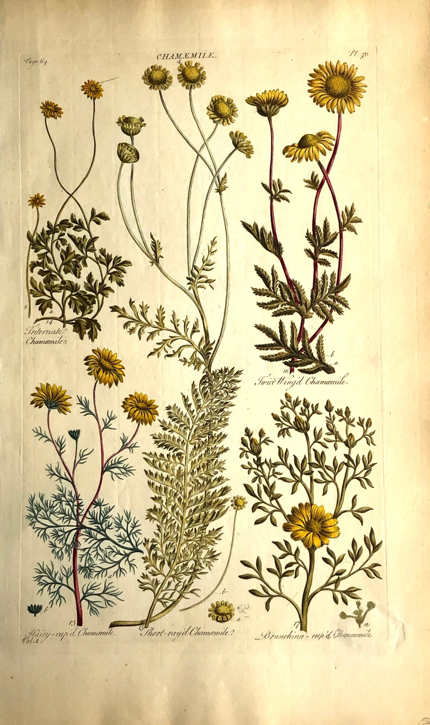 Botanical, Hill, Sir John: Chamemile, The Vegetable System, London:  1770-1775.