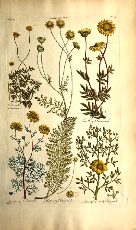 Botanical, Hill, Sir John: Chamemile, The Vegetable System, London:  1770-1775.