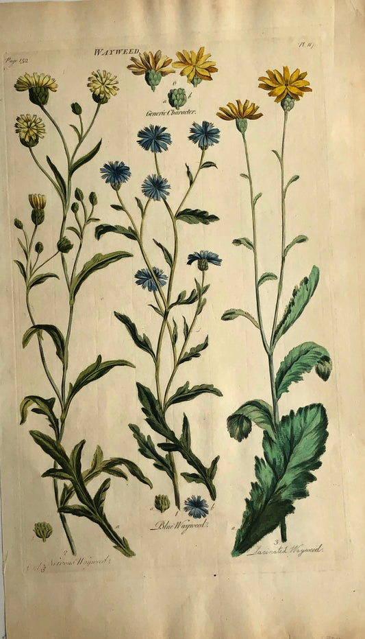 Botanical, Hill, Sir John: Wayweed, The Vegetable System, London: 1770-1775.