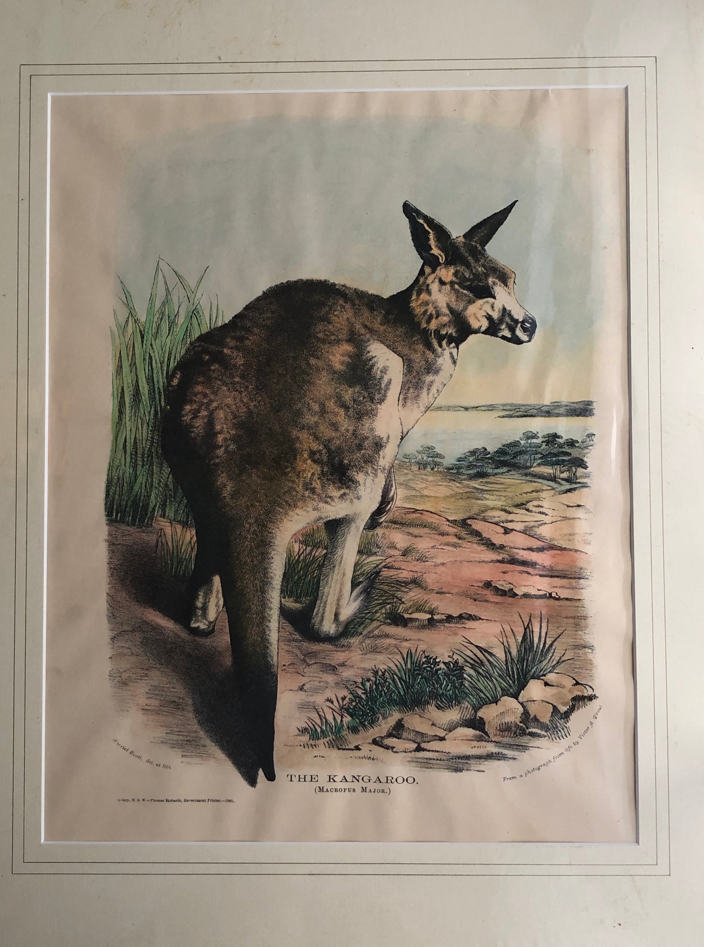 Animals: Scott, Miss Harriet, Great Kangaroo, Macropus Major, c1871, Australian