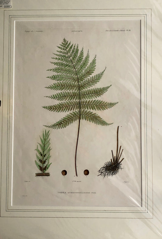 ASTROLABE: Botanical, Fern, Todea Hymenophylloides, Flora de la Nouvelle Zelande, TASTU, J, Paris, 1826-1829 Hand Coloured Copperplate Engraving, NZ