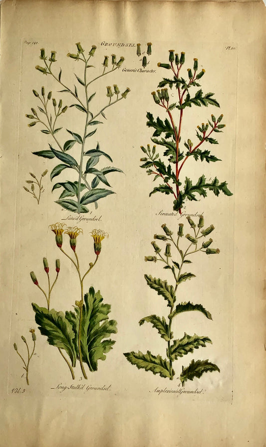 Botanical, Hill, Sir John: Groundsel, The Vegetable System, London, 1770-1775.