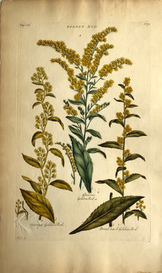 Botanical, Hill, Sir John: Golden Rod (v2), The Vegetable System, London: 1770-1775.
