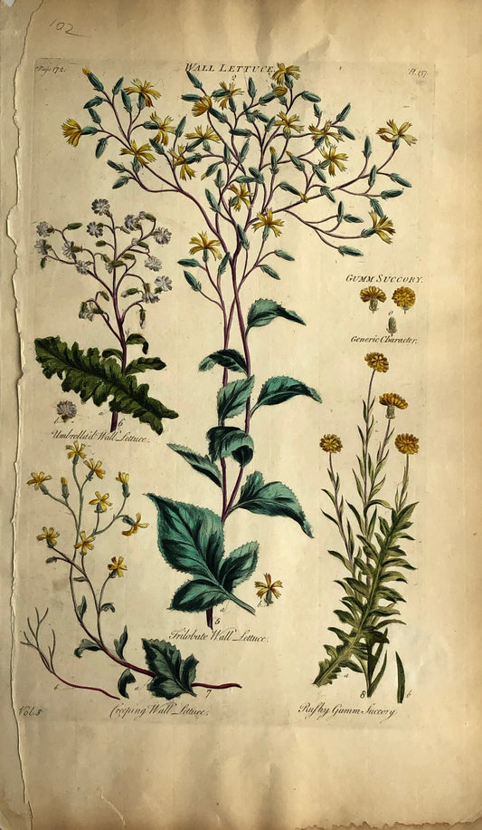 Botanical, Hill, Sir John: Wall Lettuce, The Vegetable System, London:  1770-1775.