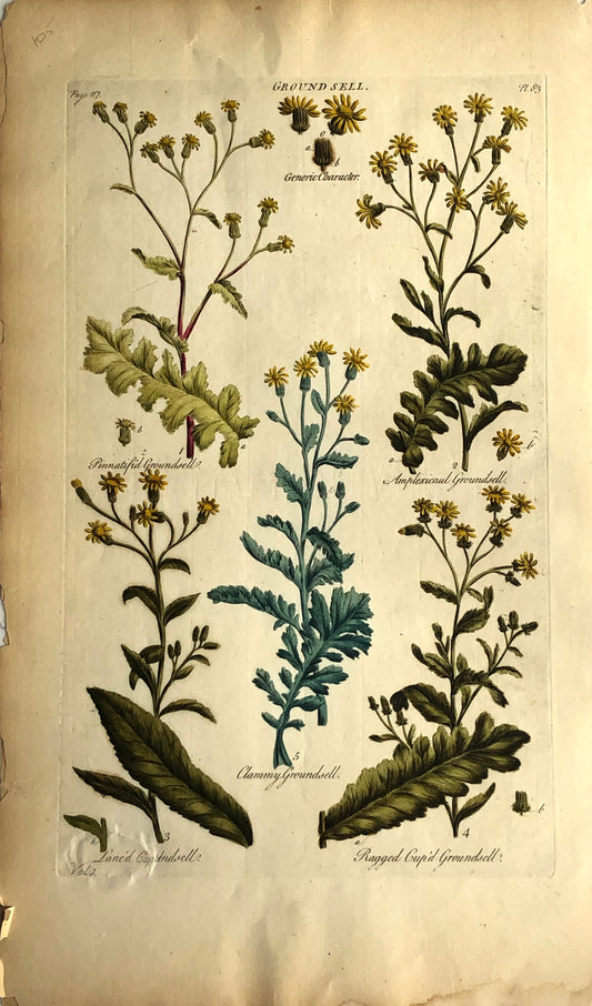 Botanical, Hill, Sir John: Groundsel (V2), The Vegetable System, London: 1770-1775.