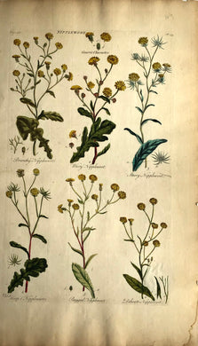 Botanical, Hill, Sir John, Nipplewort, The Vegetable System,  London: 1770-1775.