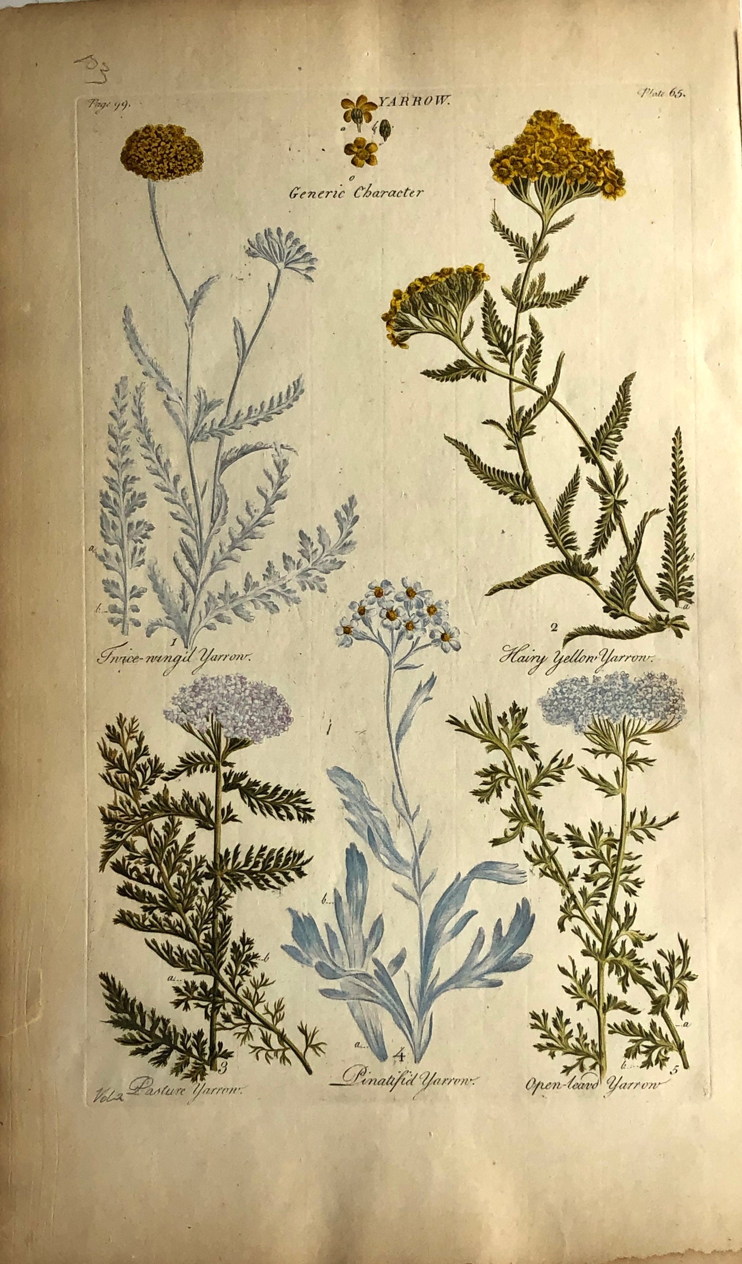 Botanical, Hill, Sir John, Yarrow, The Vegetable System, 1770 -1775