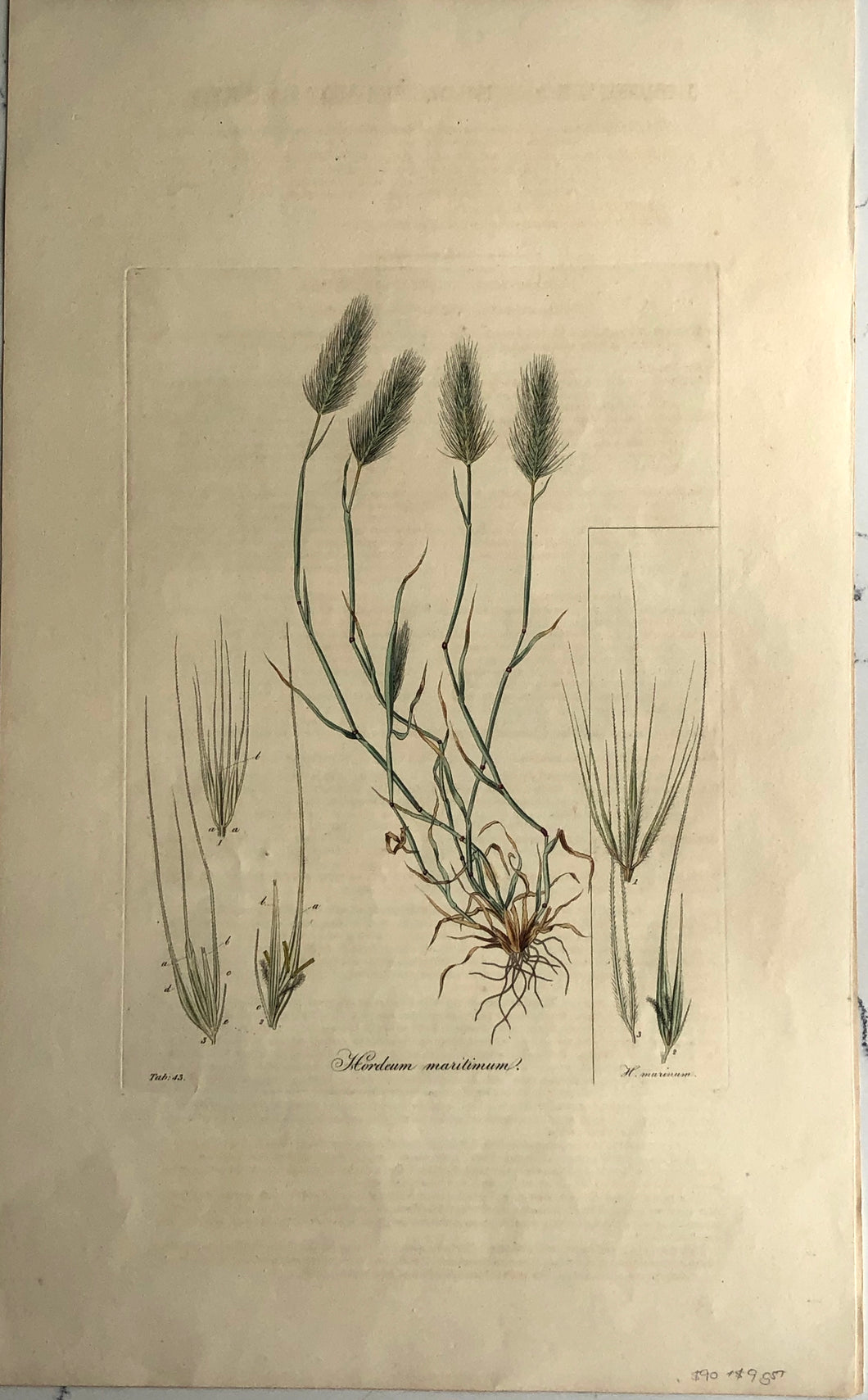 Botanical, Curtis, William, Hordeum Maritimum, Flora Londinensis c1817