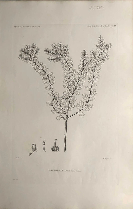 ASTROLABE: Botanical, Gualtheria Antipoda, Flore de la Nouvelle Zelannde, TASTU, J,  Paris, 1826-1829  Copperplate Engraving NZ